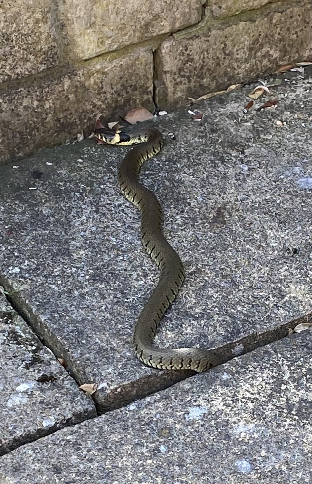 Grass Snake.jpg
