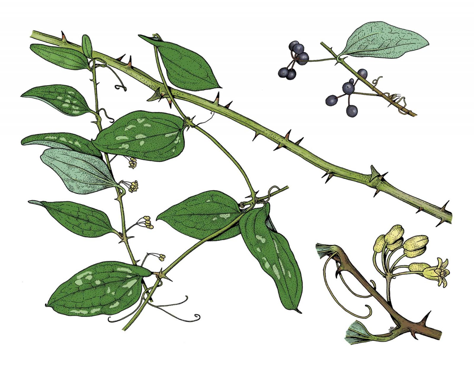 Greenbrier_Smilax_glauca.jpg