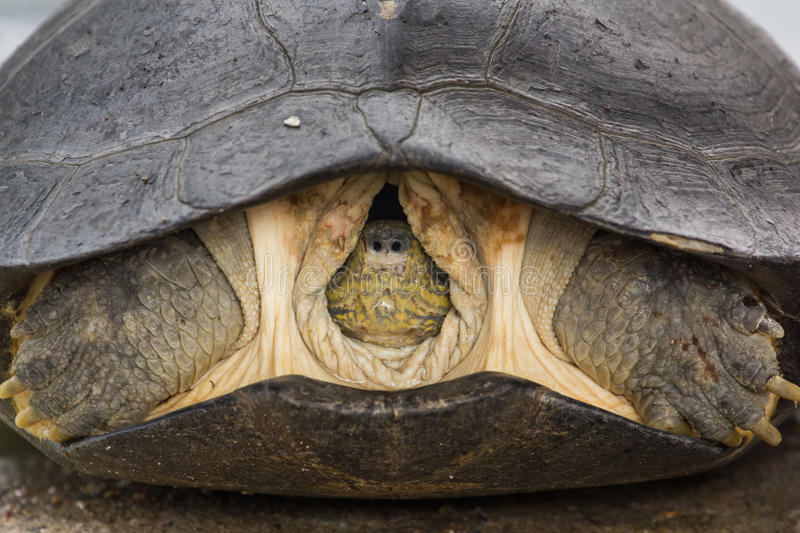 head-turtle-inside-shell-big-insode-97389200.jpg