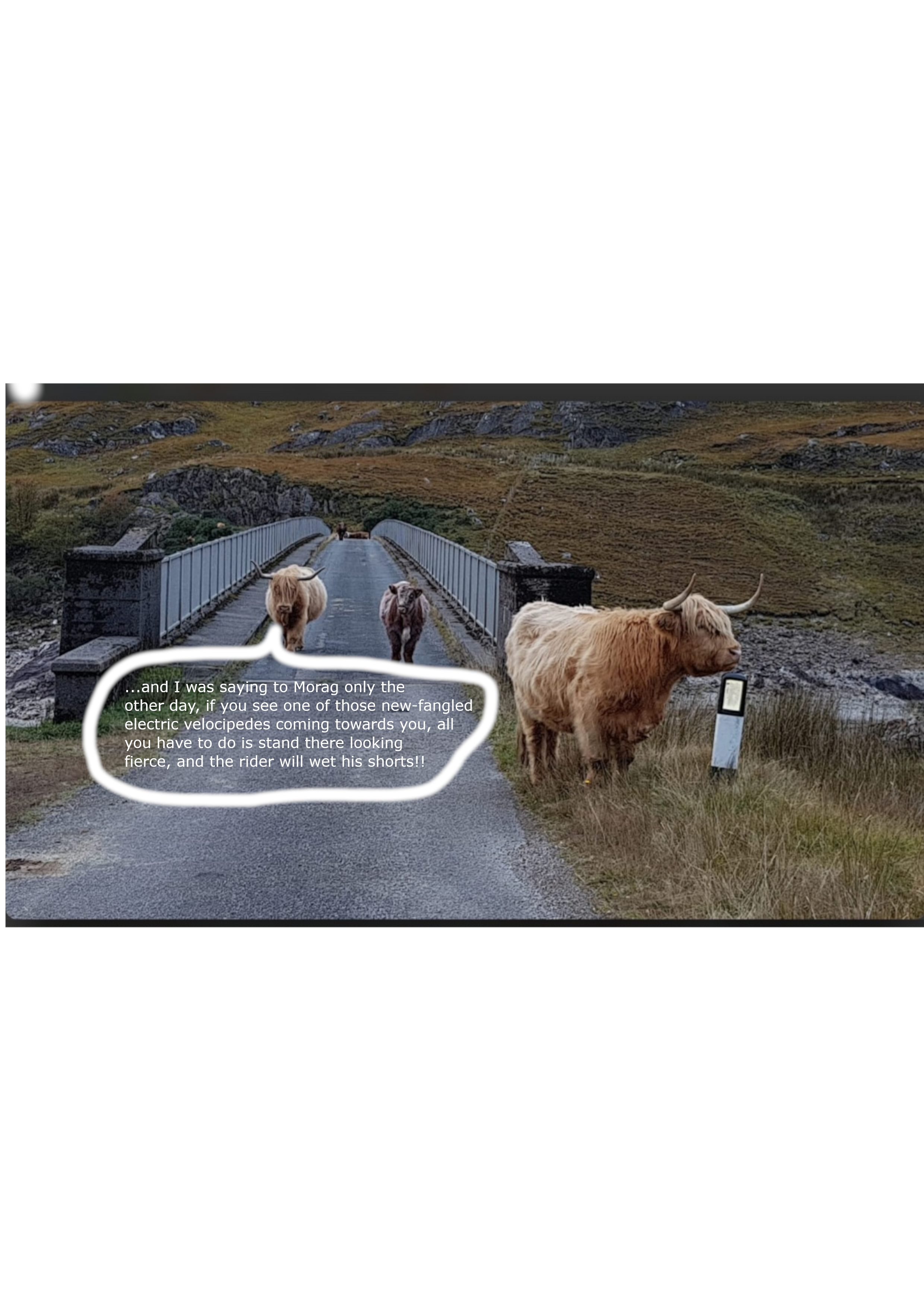 Highland cows 2.png