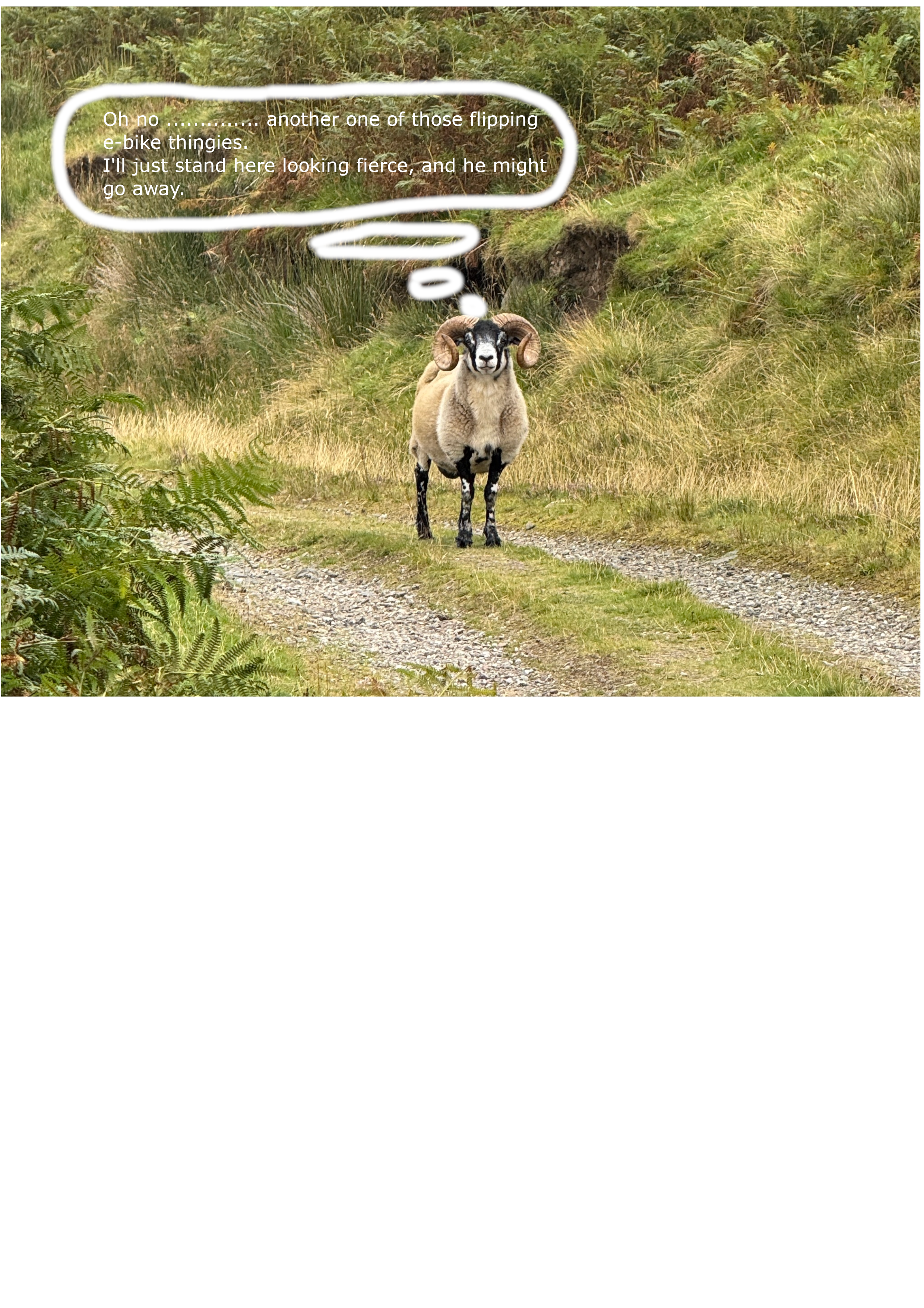 horny sheep.png