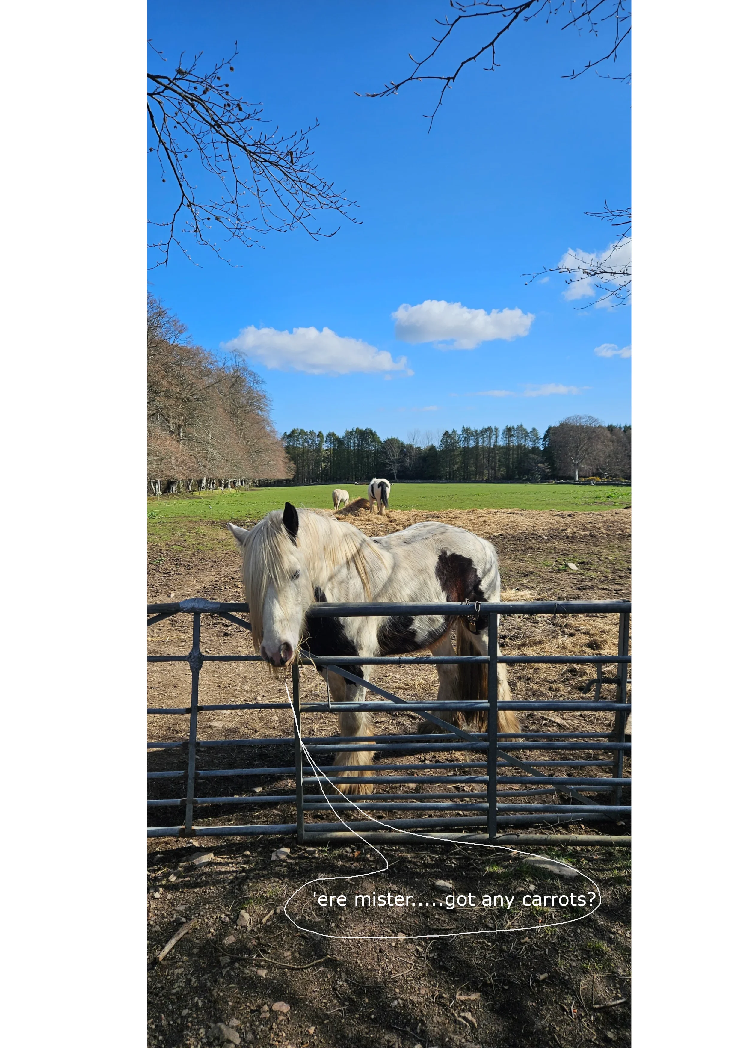 Horsey.webp