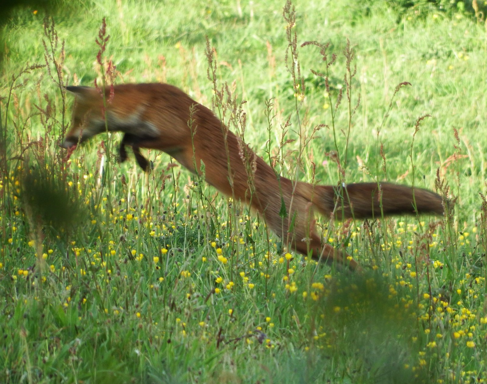 hot fox.JPG