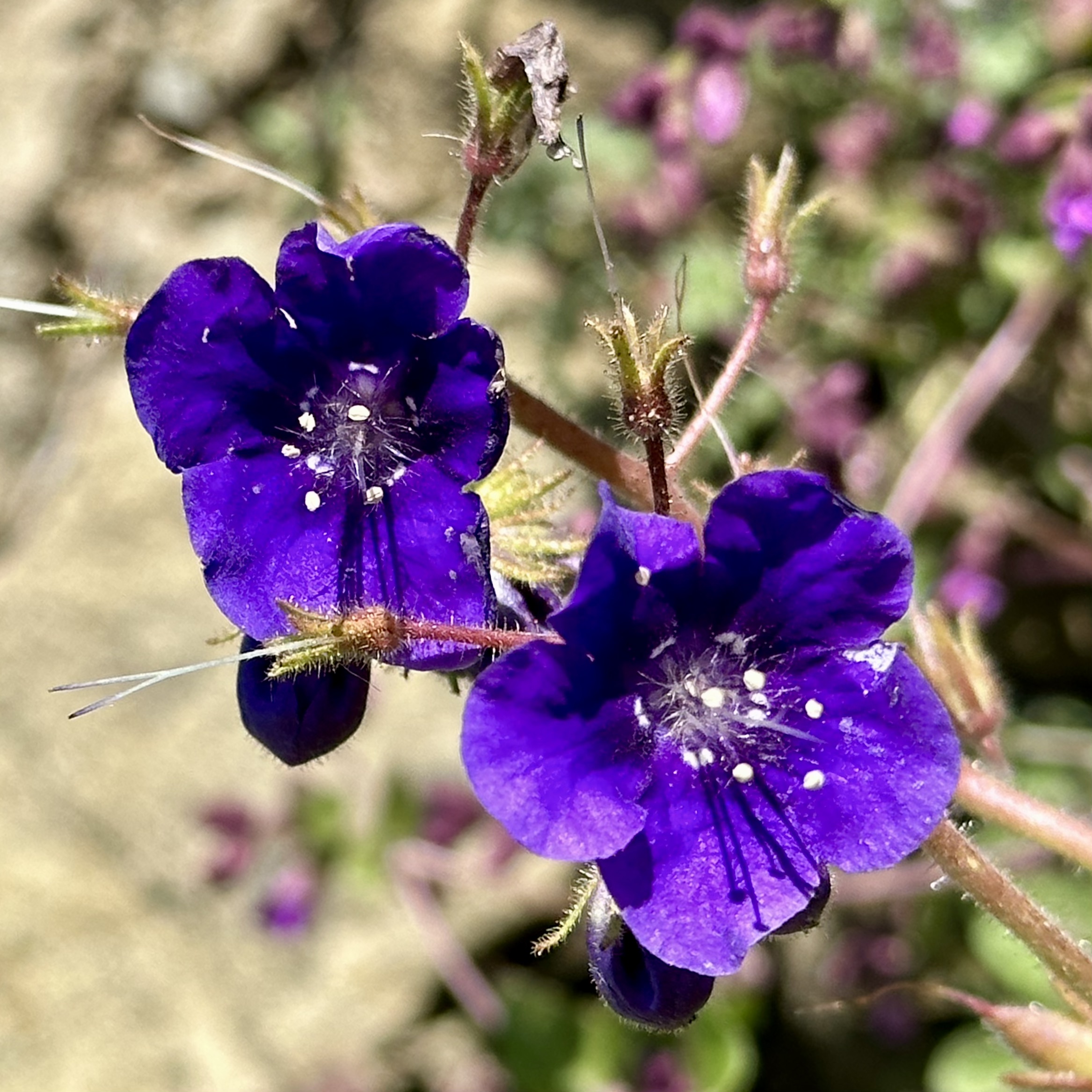 IMG_0177.jpeg