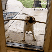 IMG_0684.gif