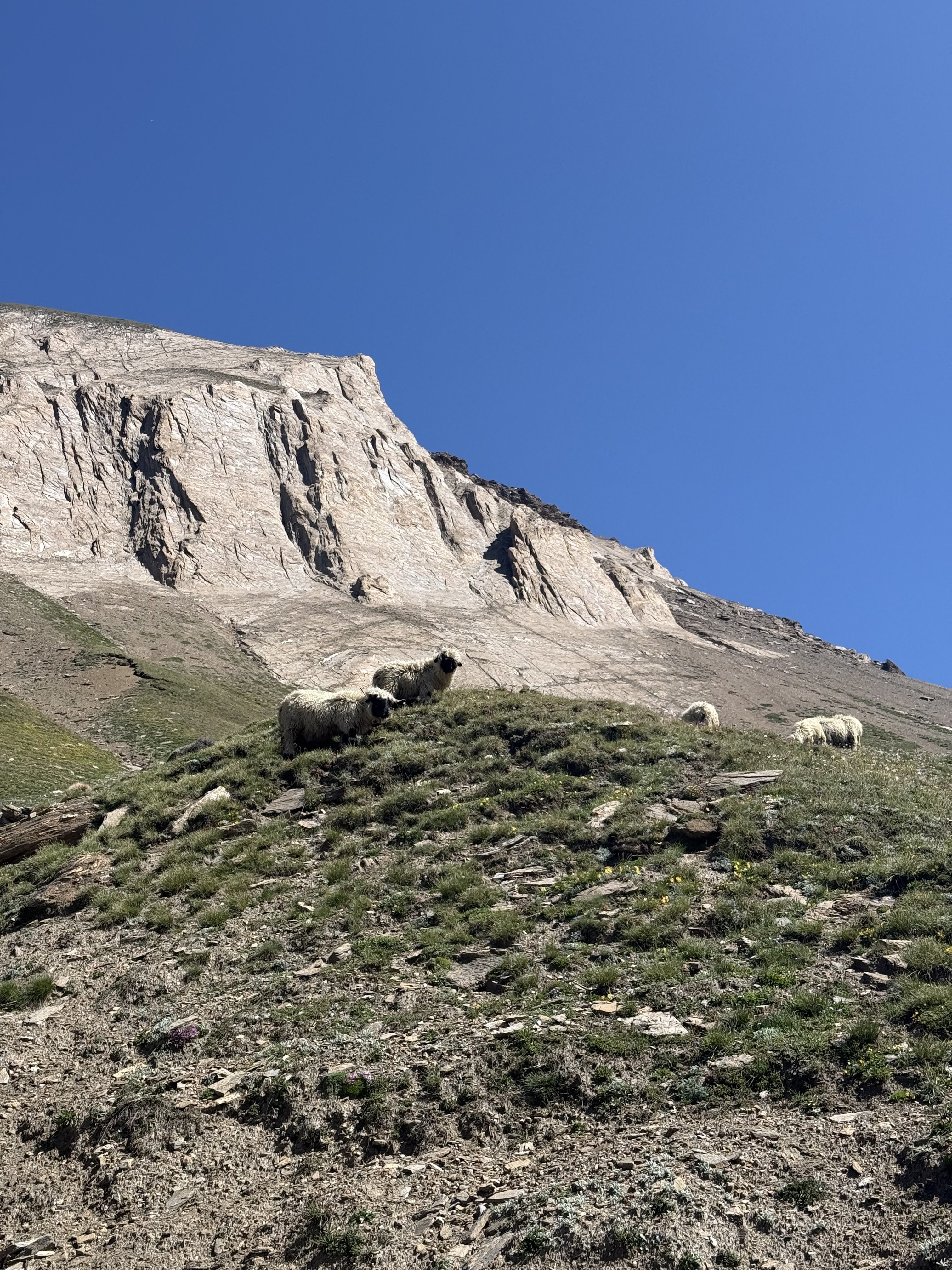 IMG_0918.jpeg