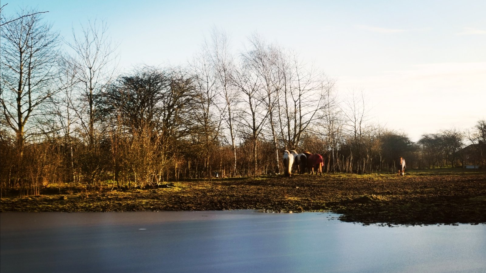 IMG_20201230_120116.jpg