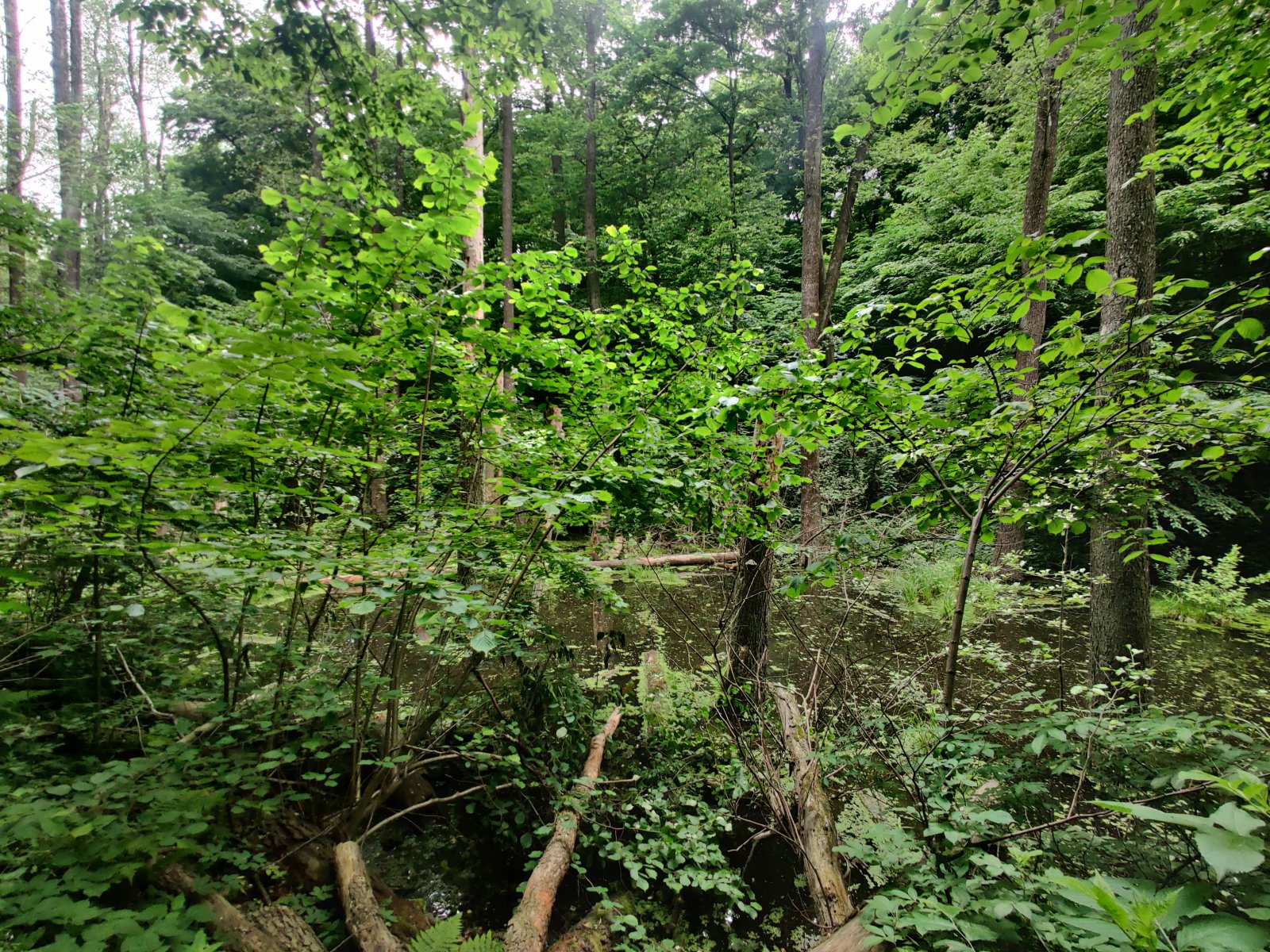 IMG_20220605_123850.jpg