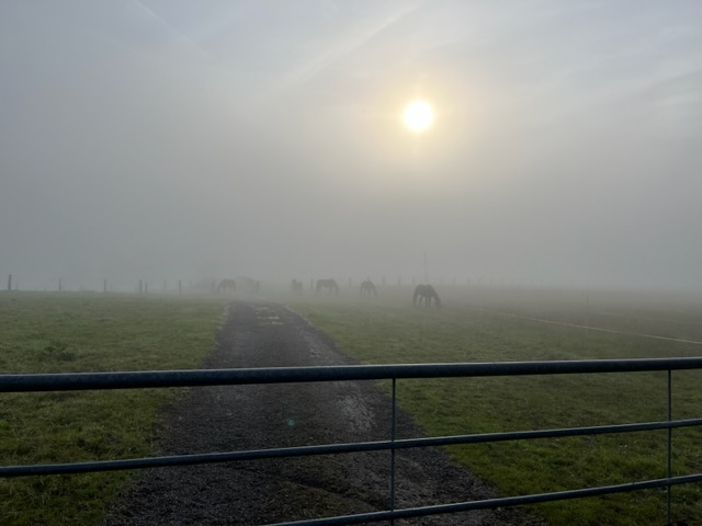 IMG_2775.jpeg