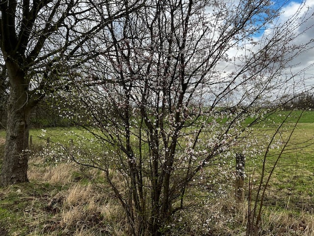IMG_3381.jpeg