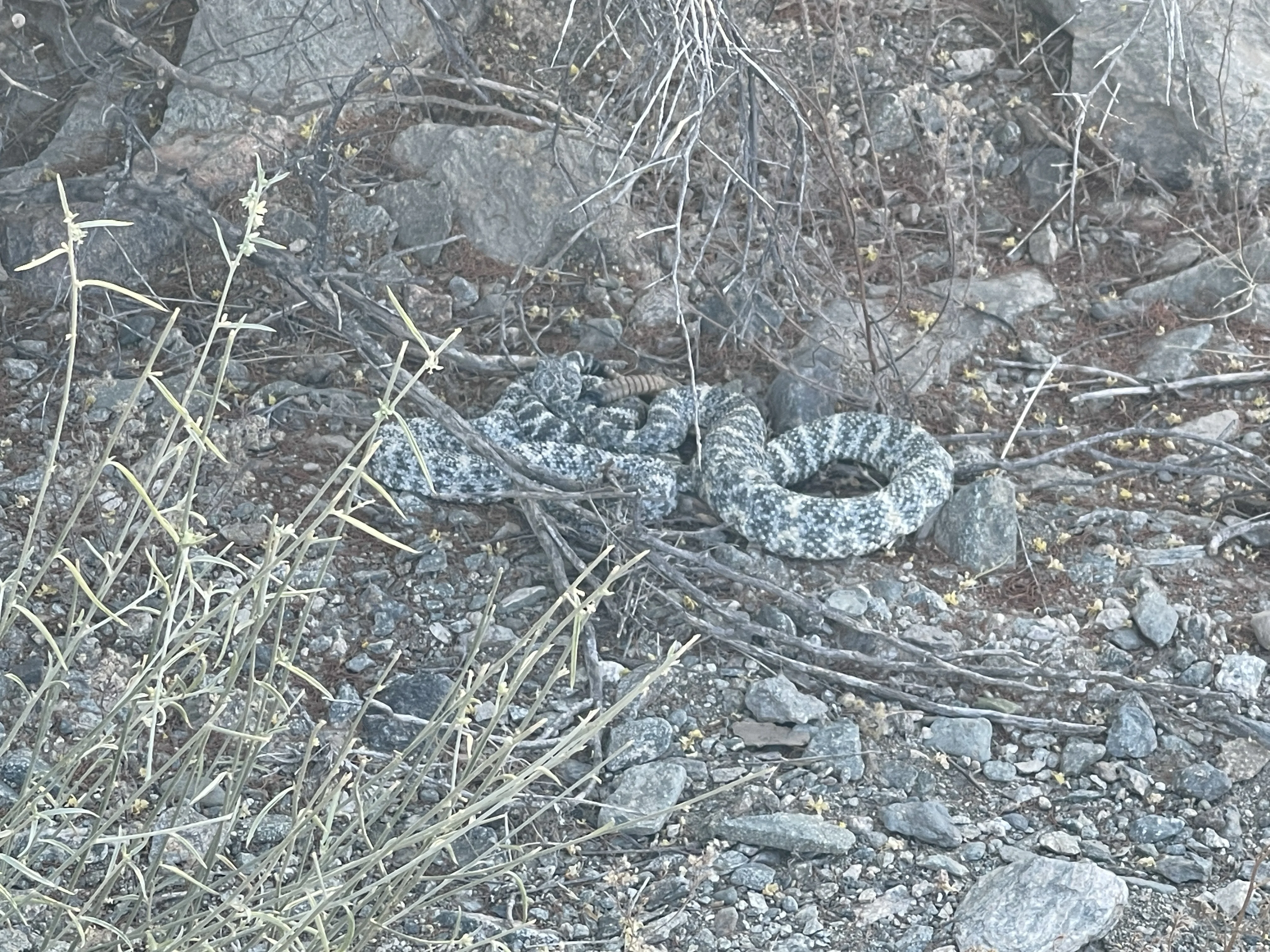IMG_4051.webp