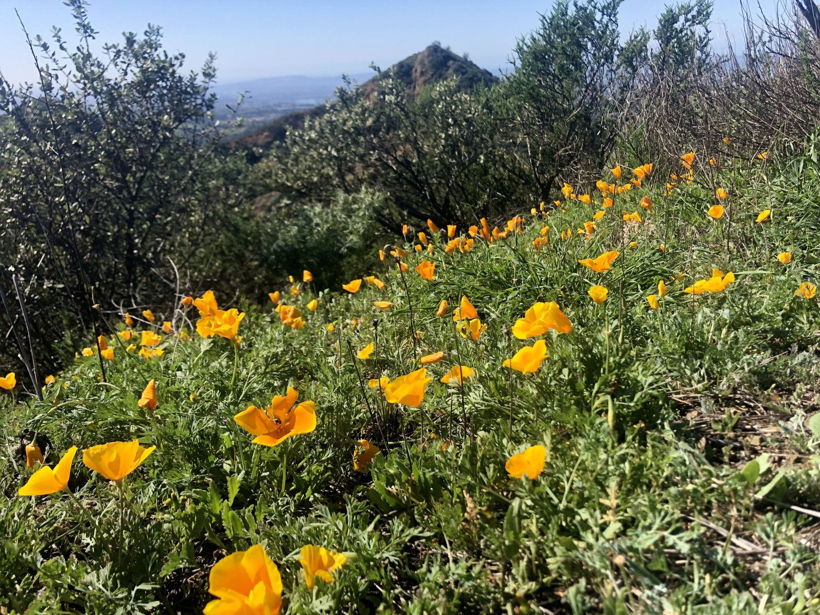 IMG_5229.jpeg
