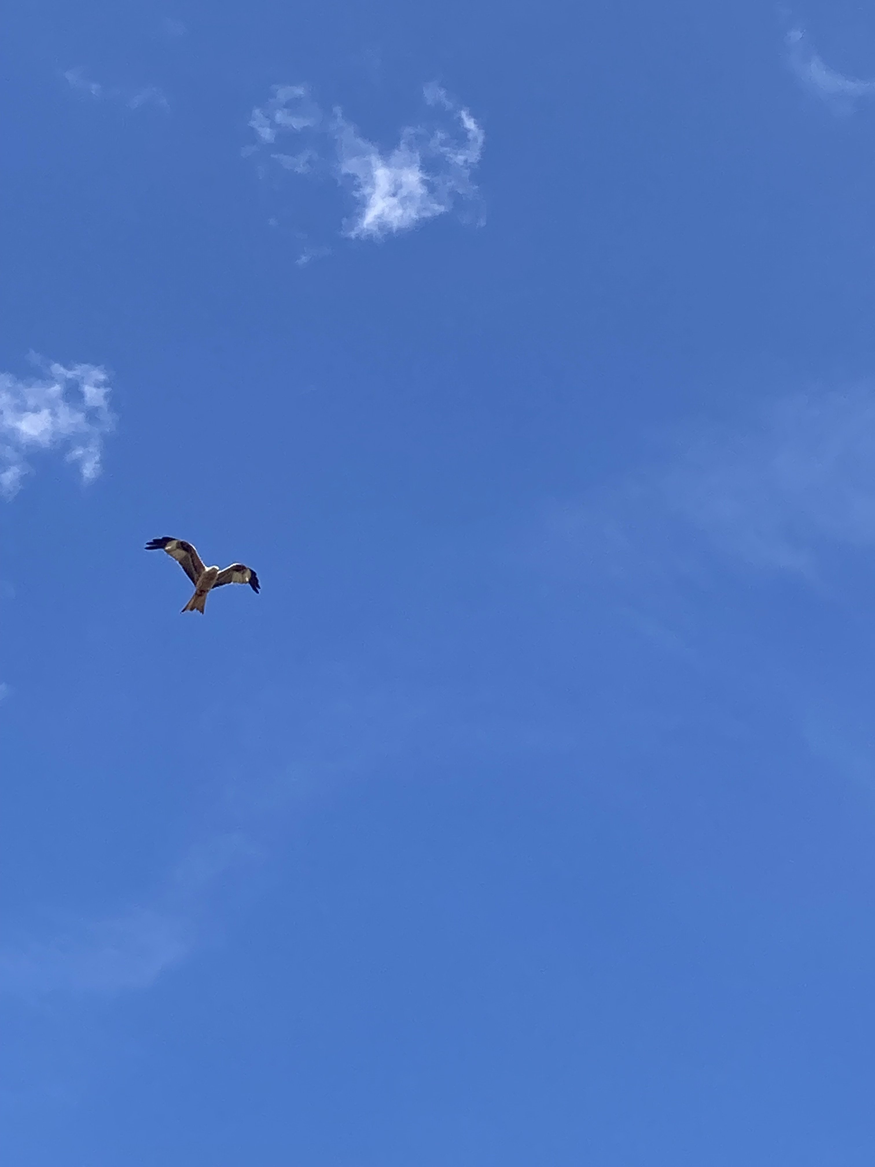 IMG_6600.jpeg