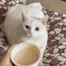 IMG_7771.gif