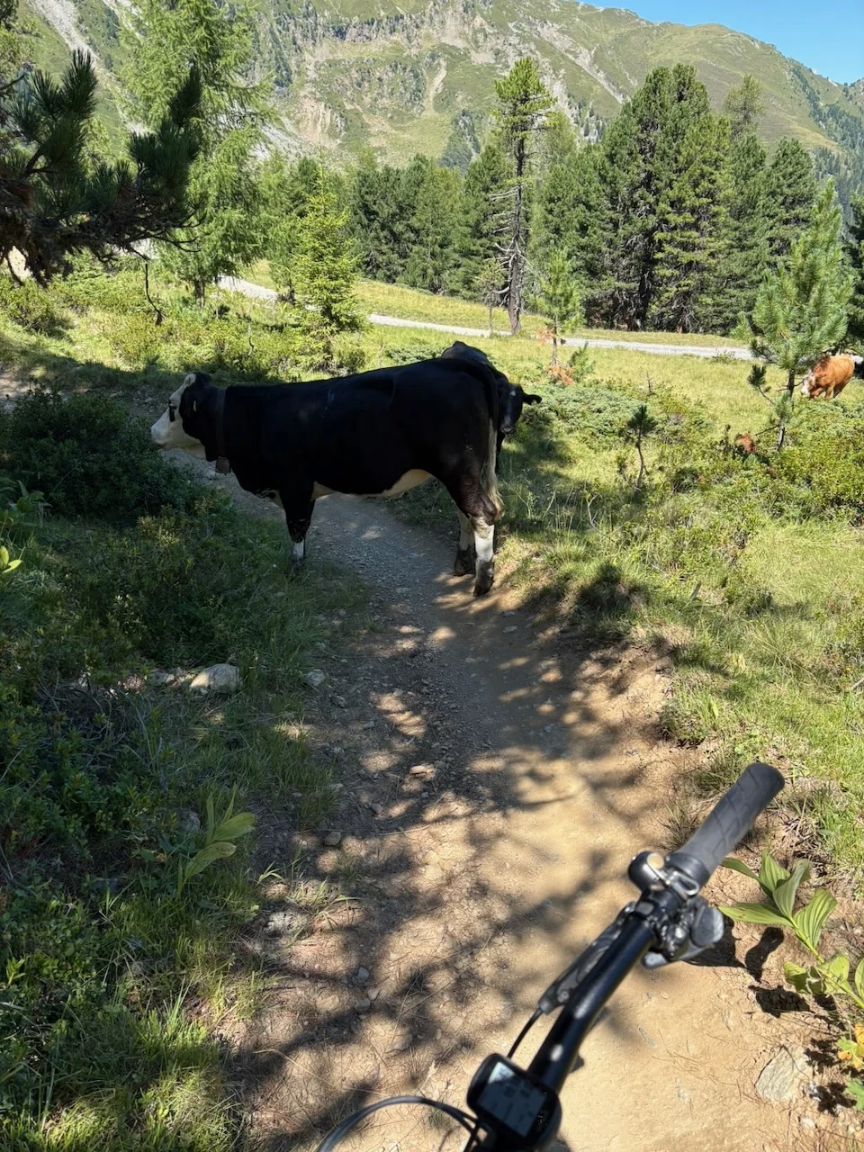 Traffic on the Zirbentrail
