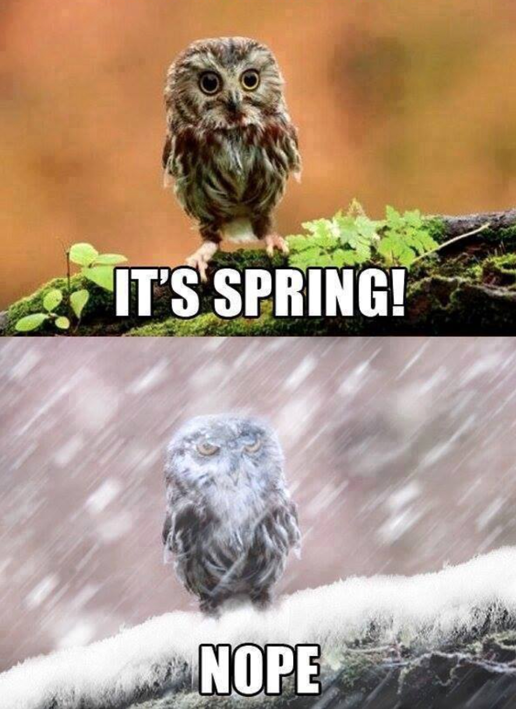 It's spring..nope.jpg