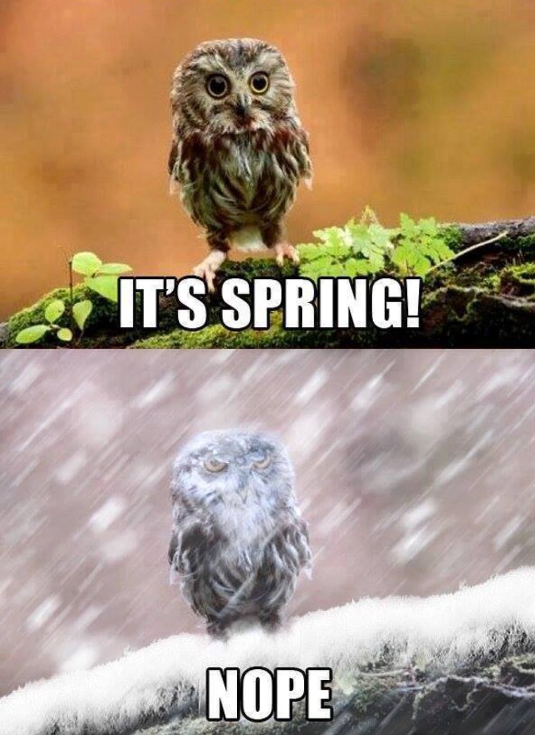 It's spring..nope.jpg