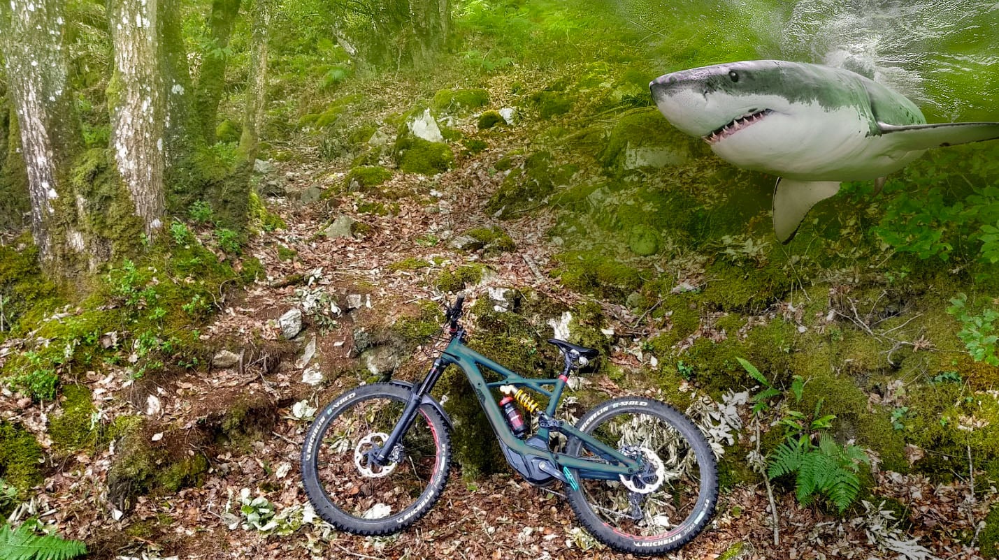KENEVO SHARK.jpg