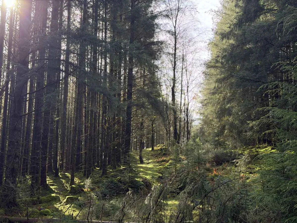 Kirroughtree Forest.webp