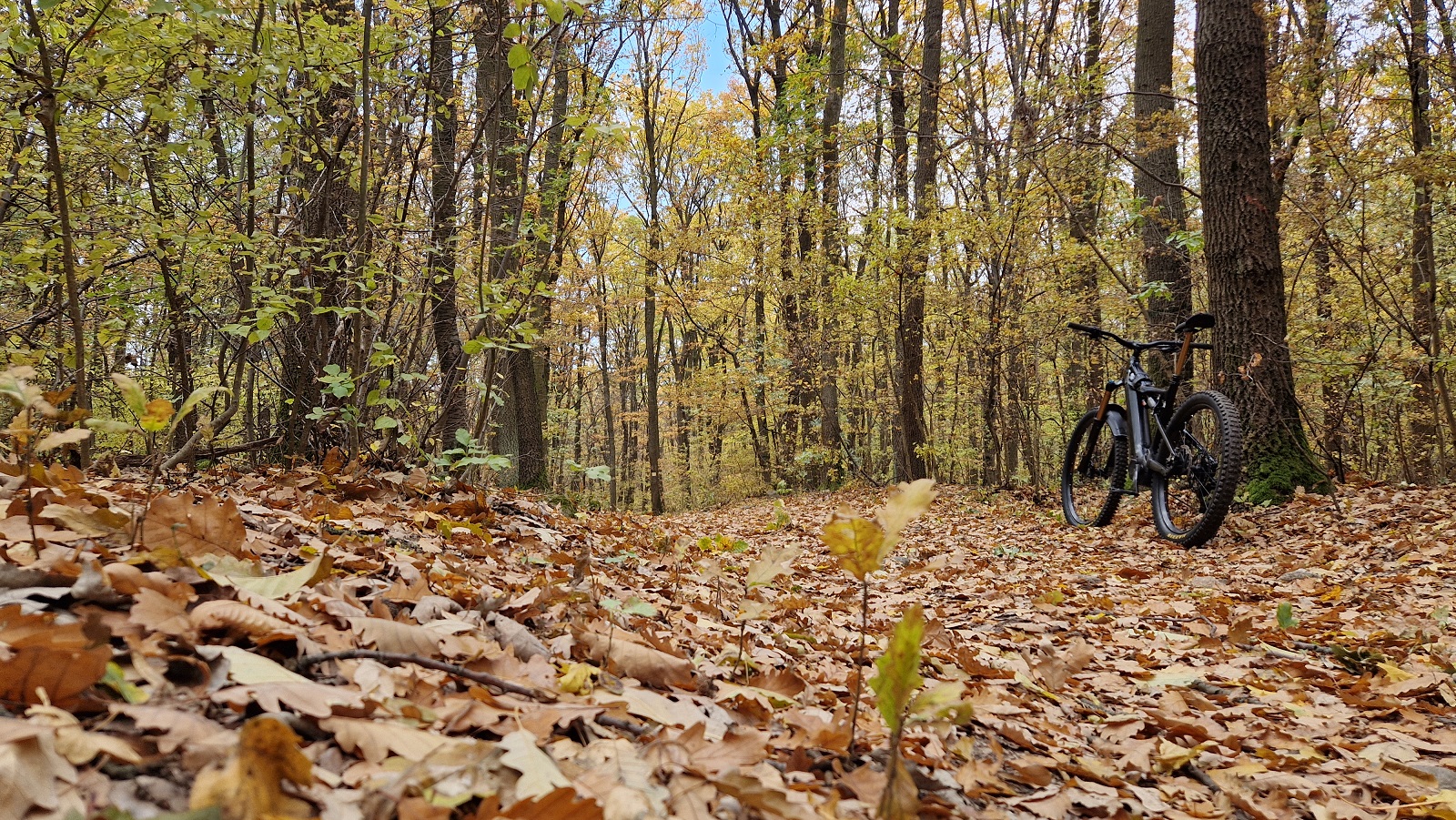 leaves.jpg