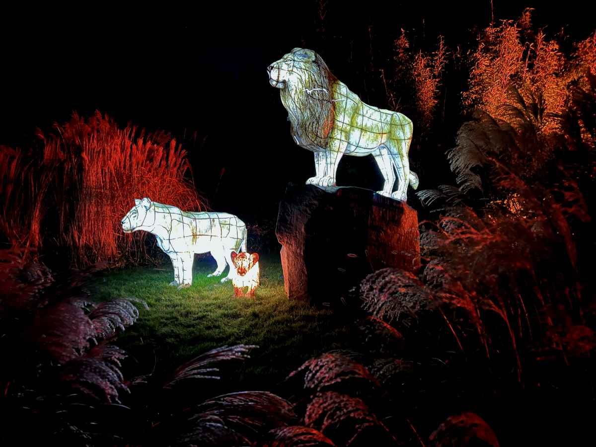 Lion Family.jpg