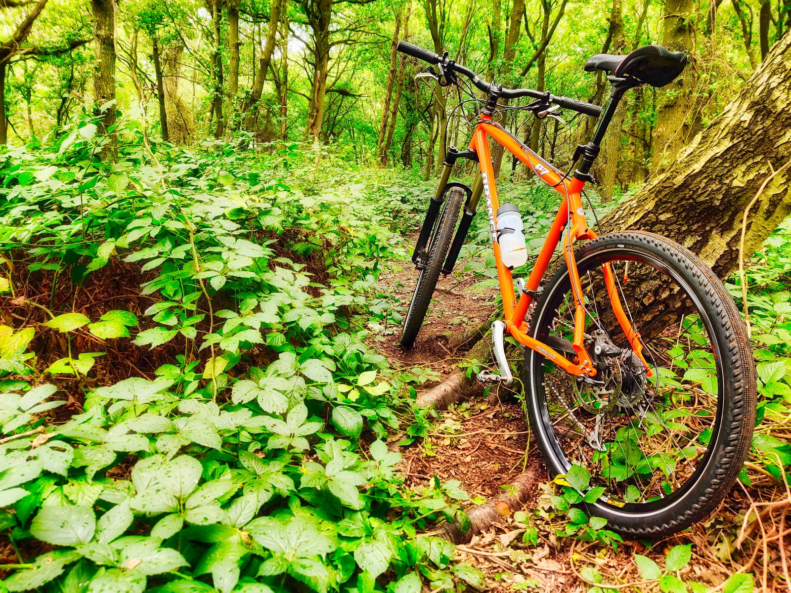 Local woods.jpeg