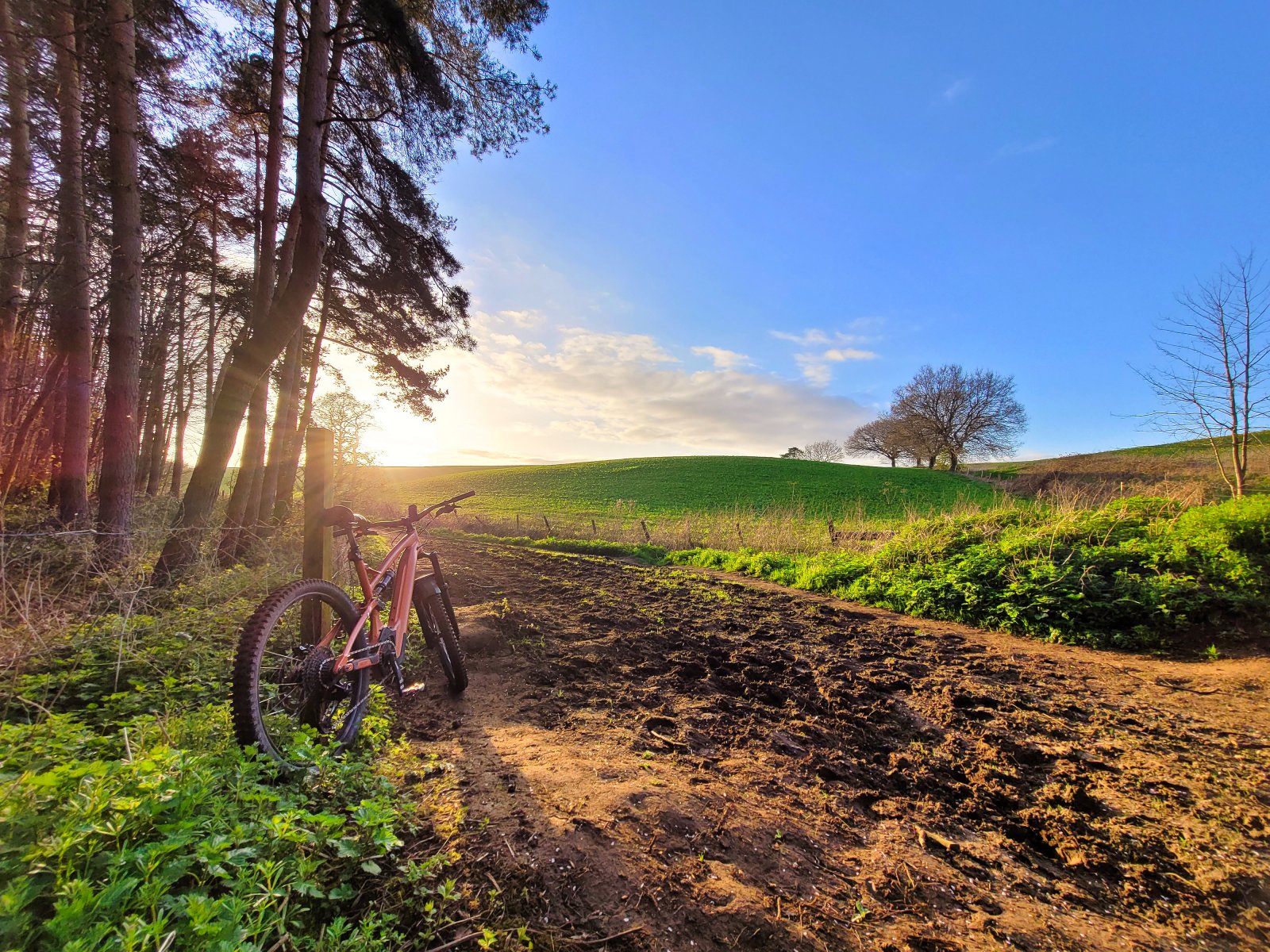 Lyde Copse.jpeg