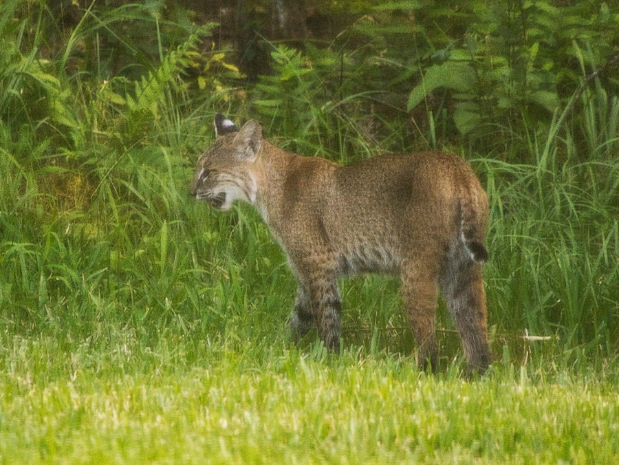 lynx.jpg