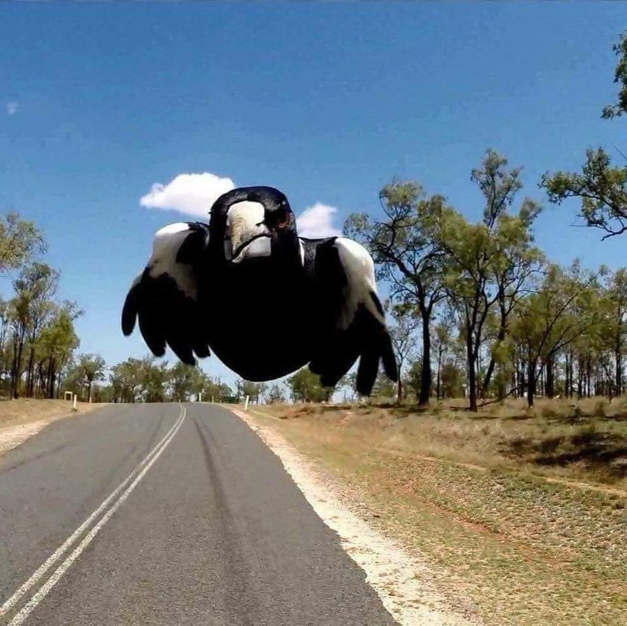 magpie attack.jpg