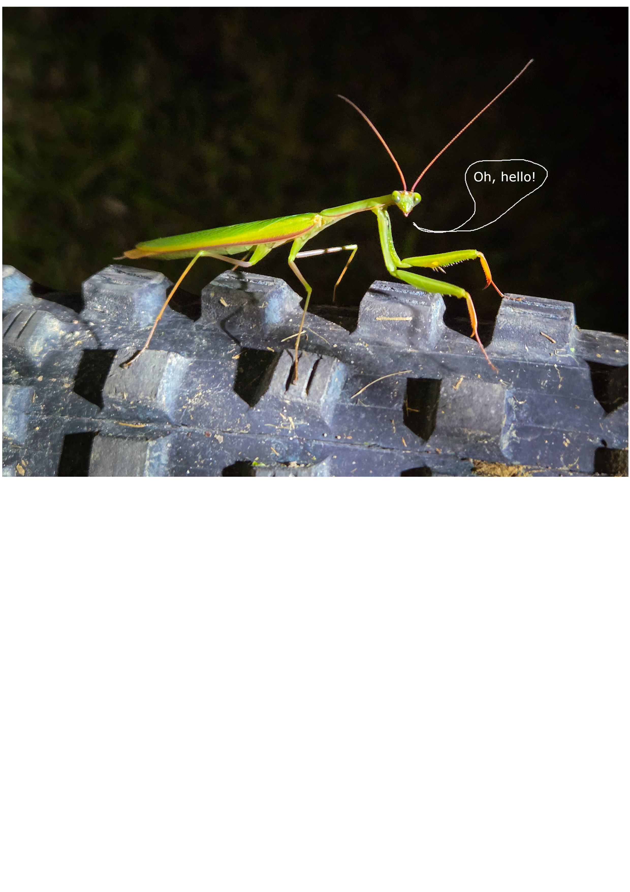 mantis.png
