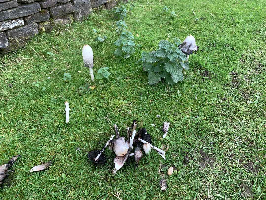 More Dodgy Funghi.jpg