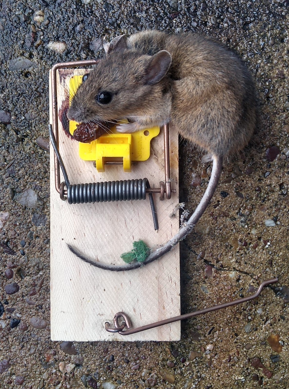 Mouse 2.jpg