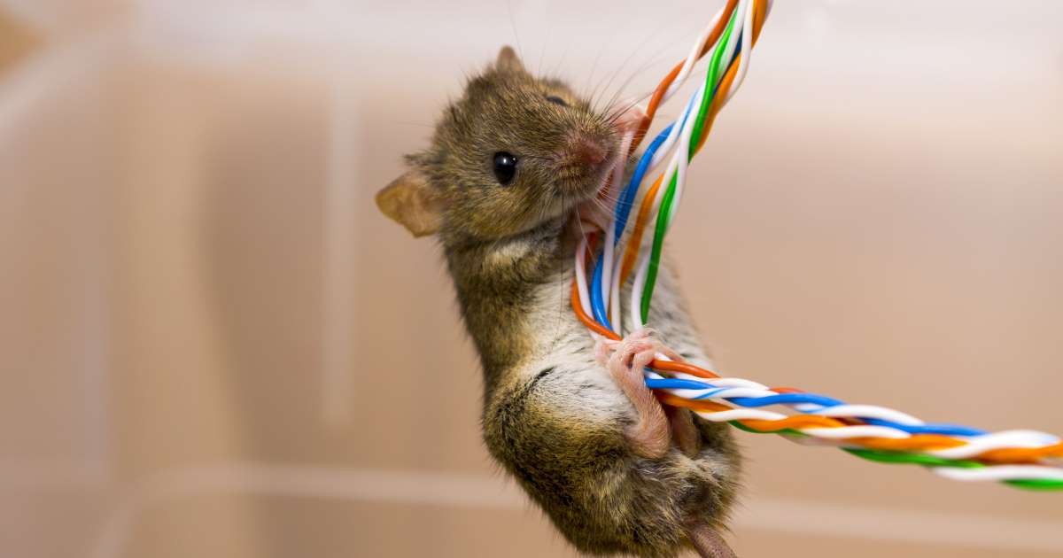 mouse.jpg