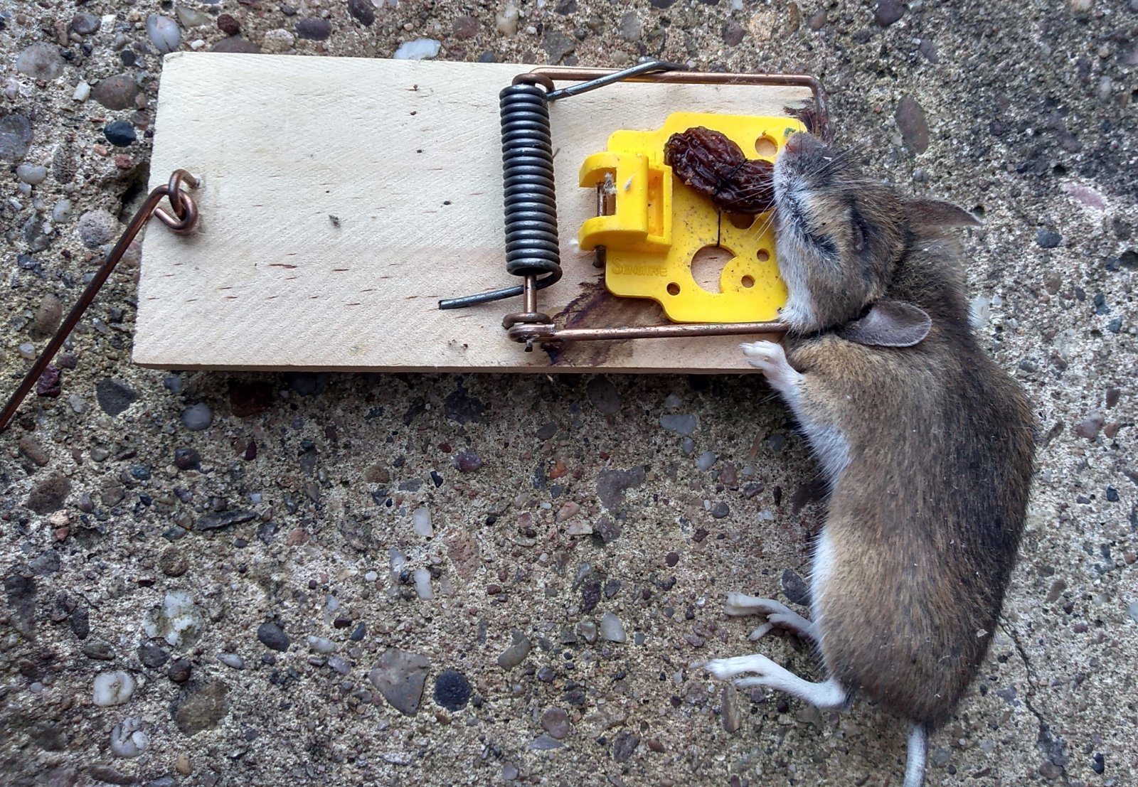 Making the Better MouseTrap even Better, Mouse trap