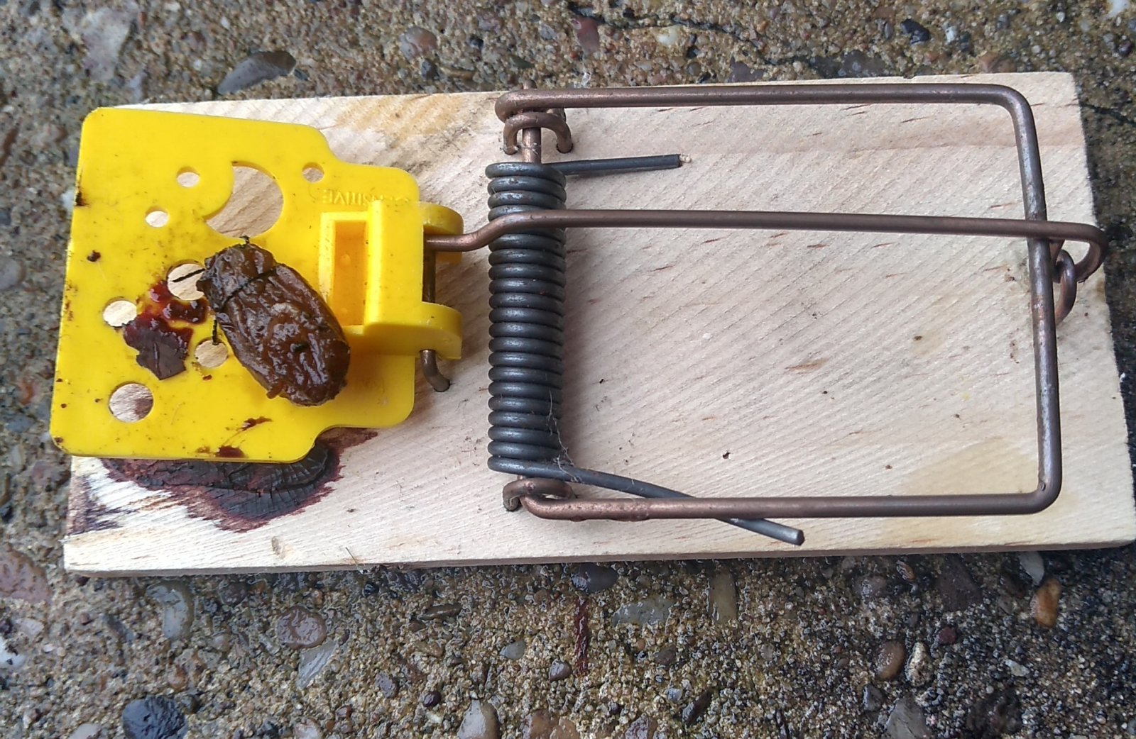 Mousetrap.jpg