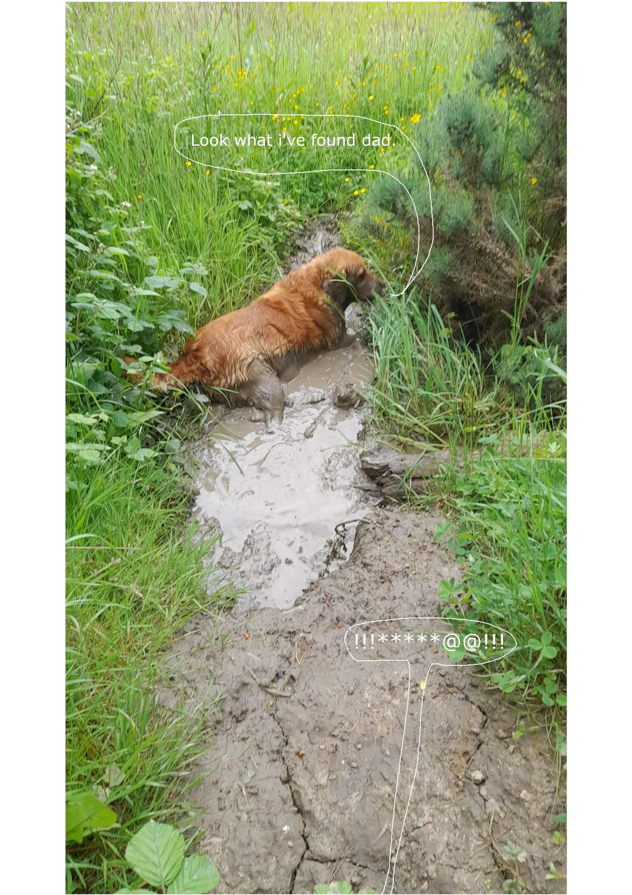 Muddog.webp