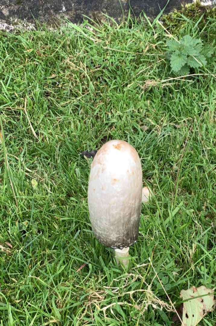 Mushroom1.jpg