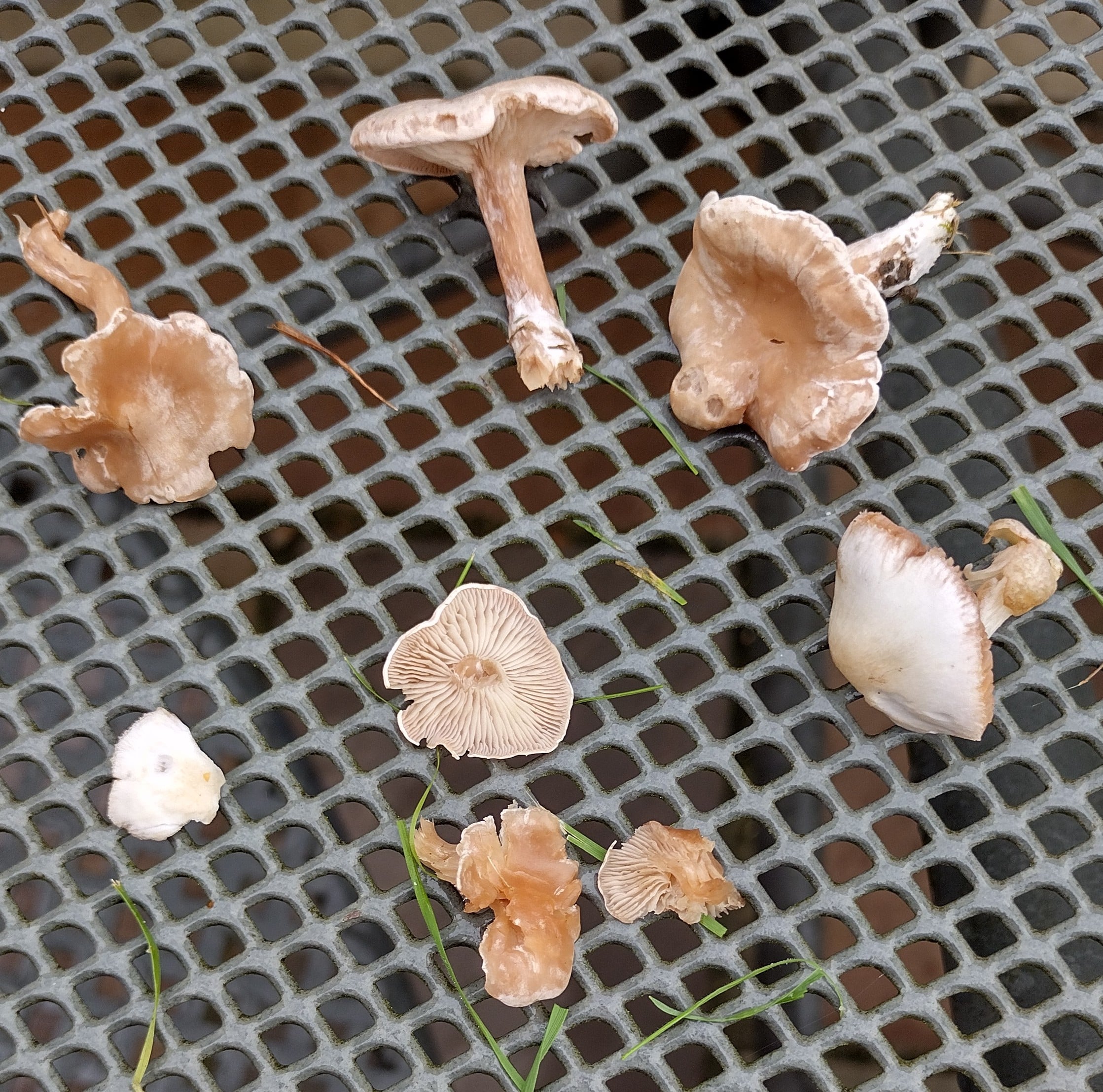 mushrooms.jpg