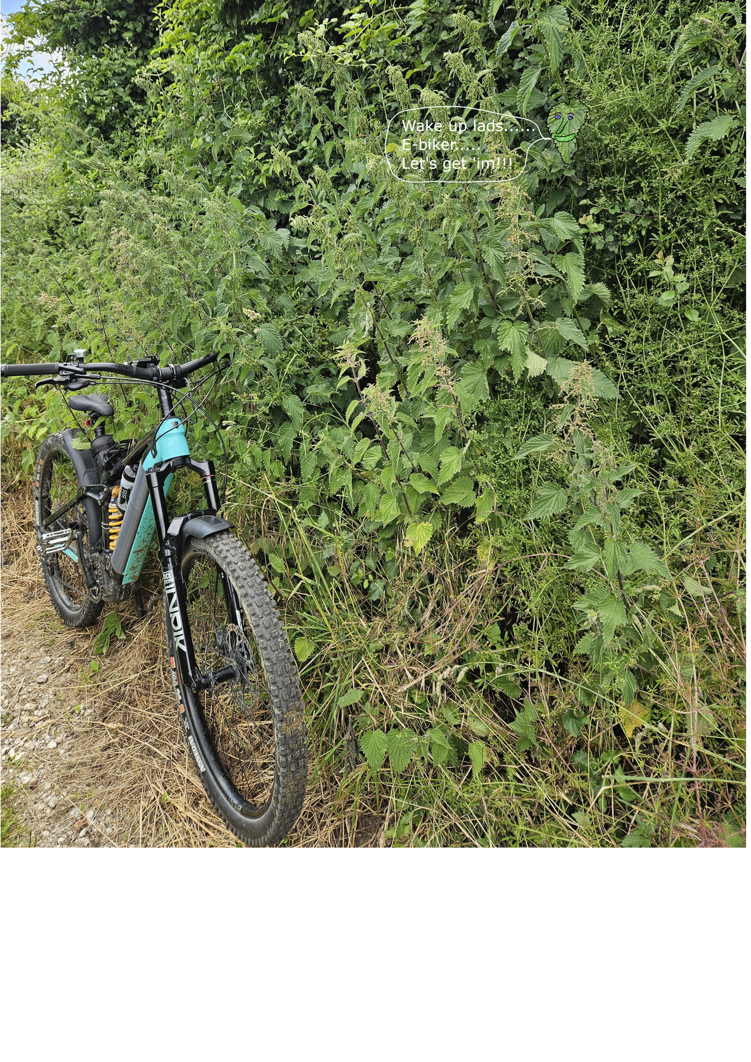 Nettles.png