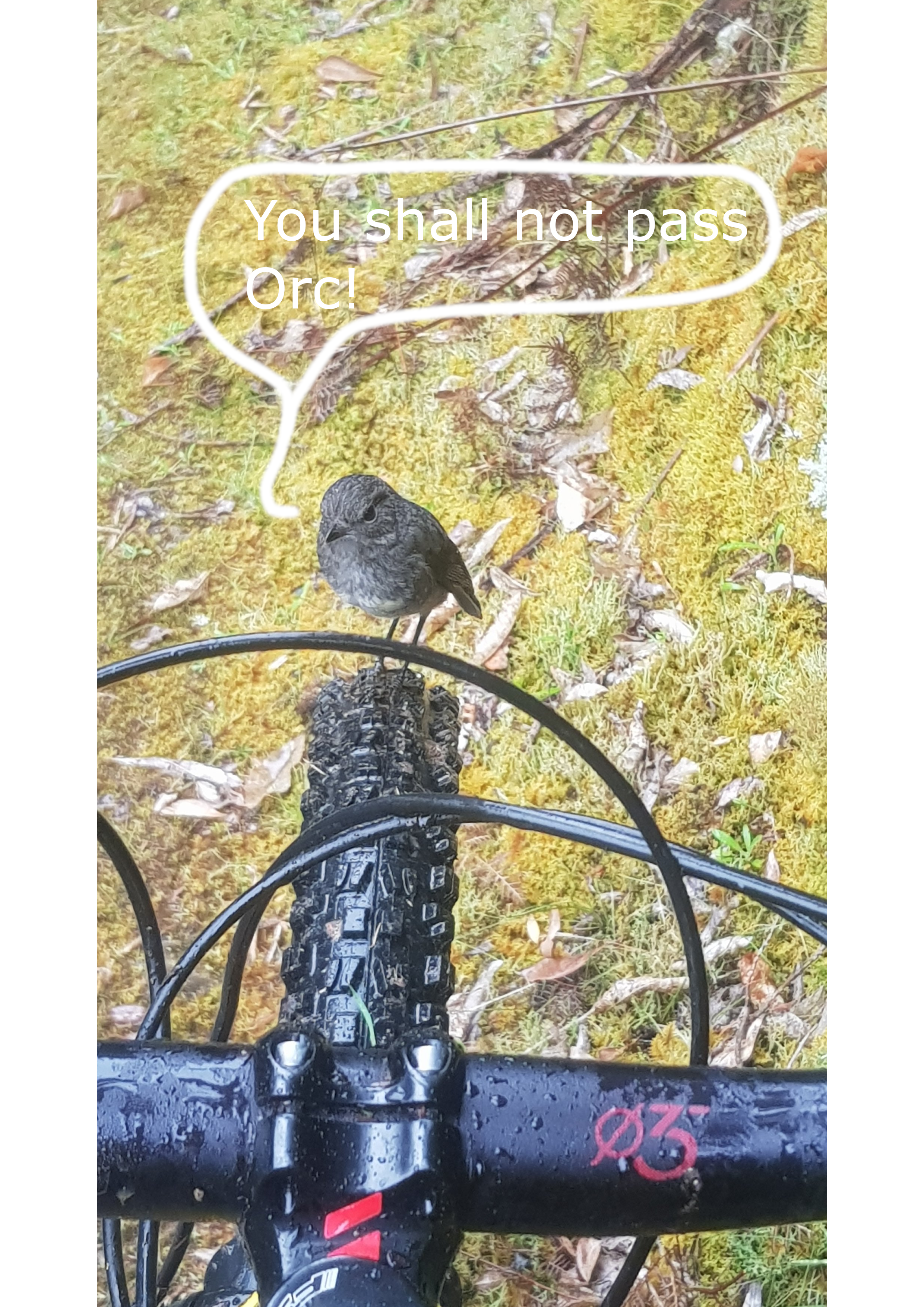 NZ Bird.png