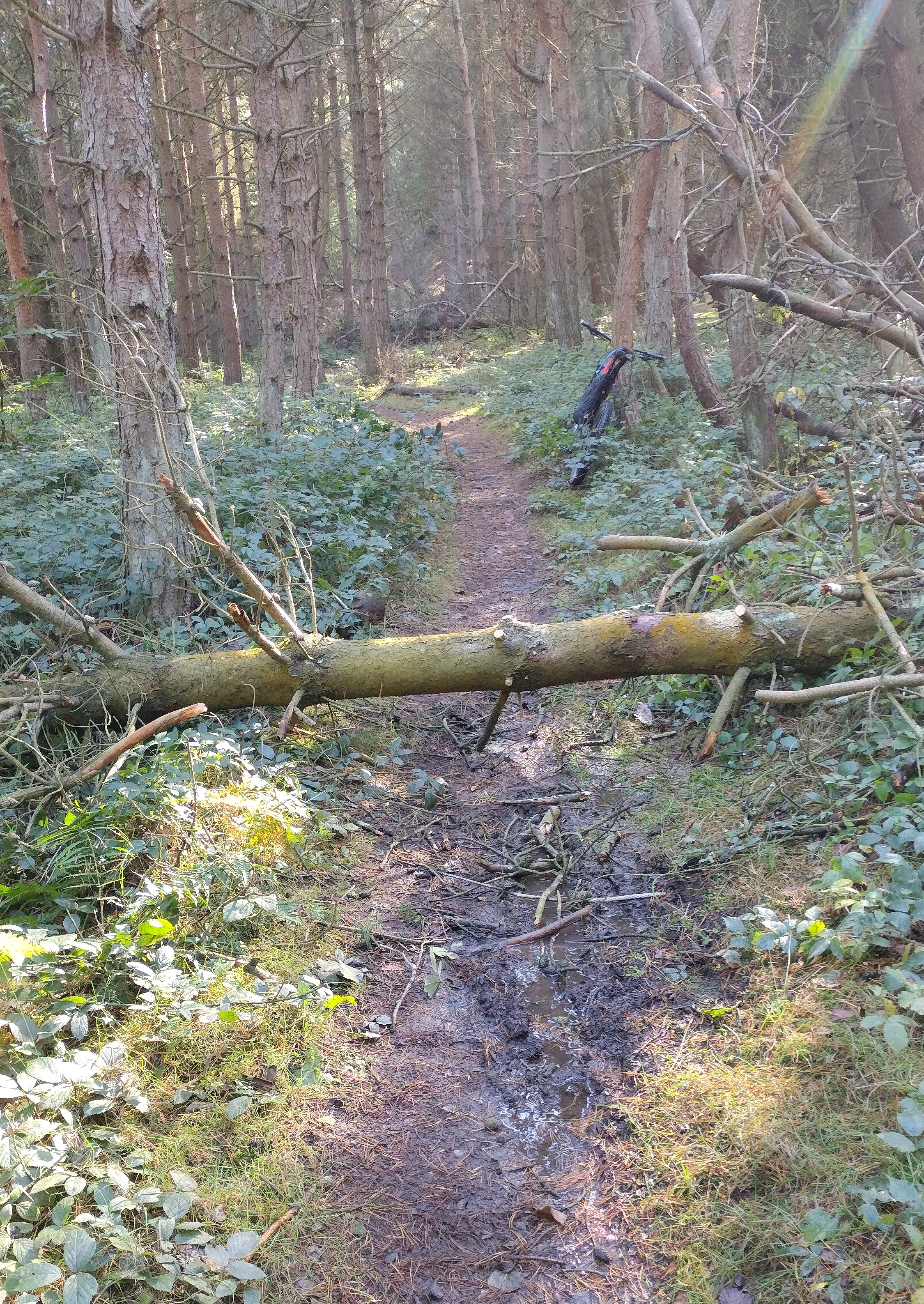 Off-piste tree 1.jpg