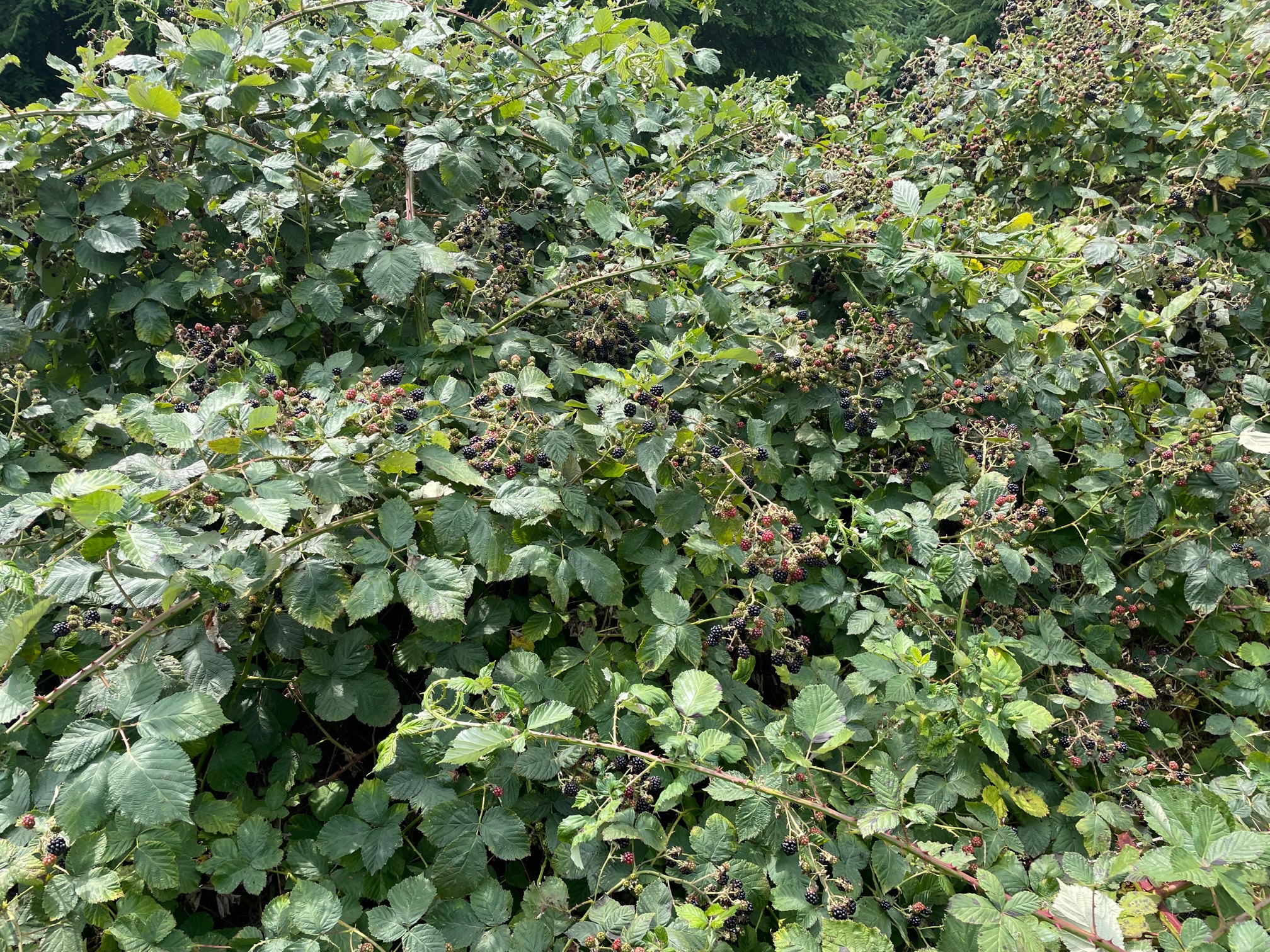 On the vine.jpg
