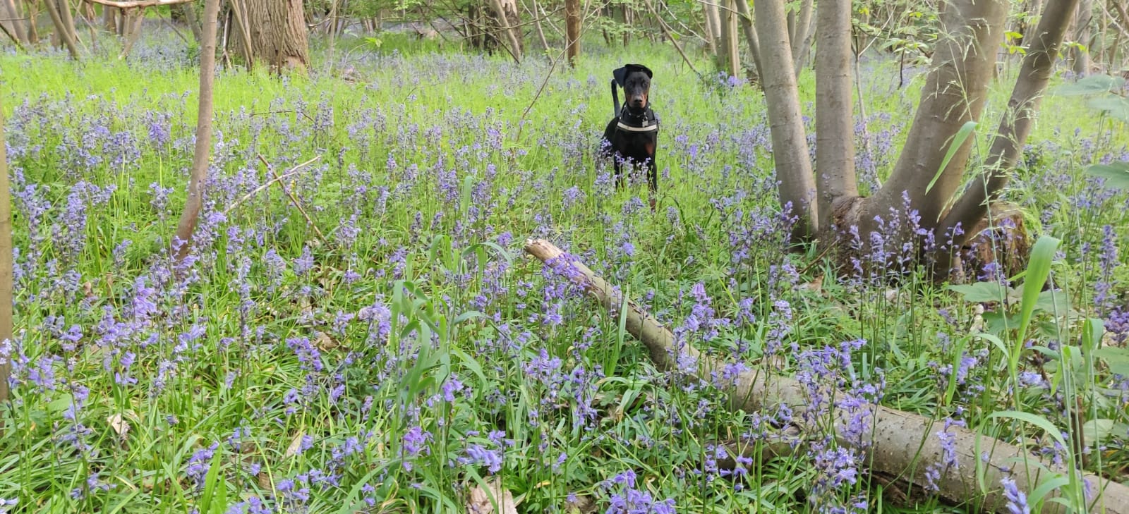 Onyx bluebells.jpeg