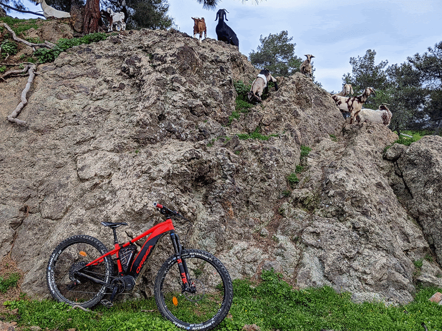 OrbeaWildGoatsGoogleCreated.gif