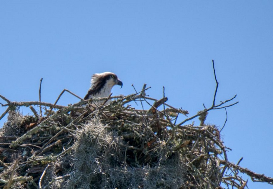 osprey.jpg