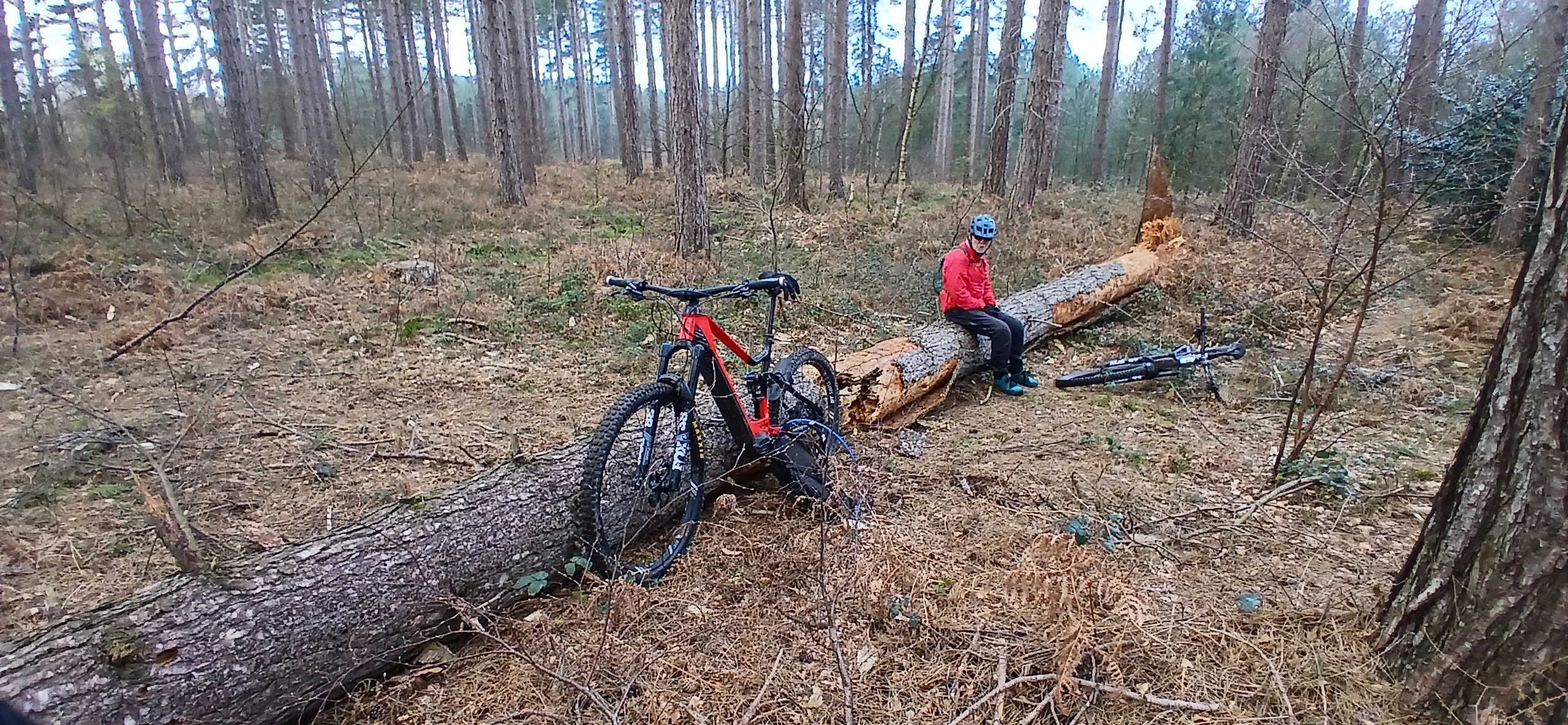 Pines fallen tree.webp