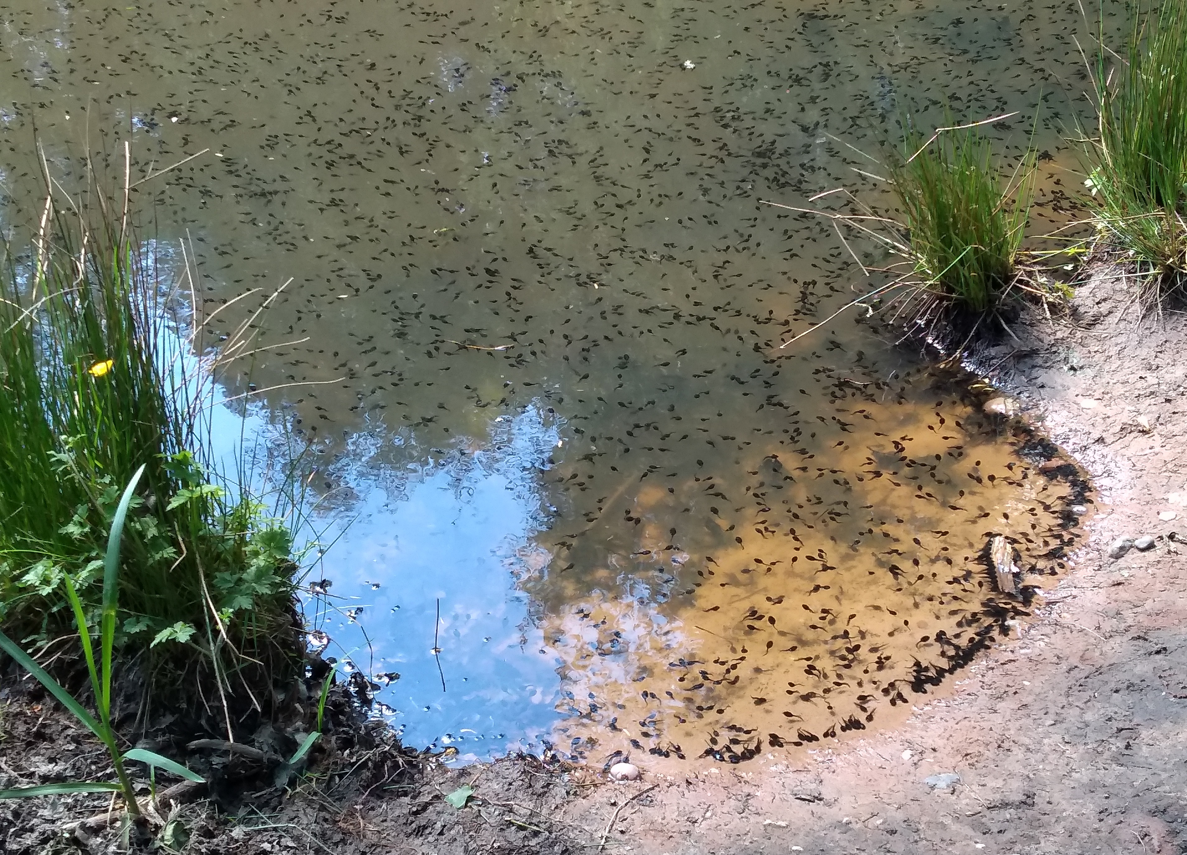 Pines Tadpoles.jpg