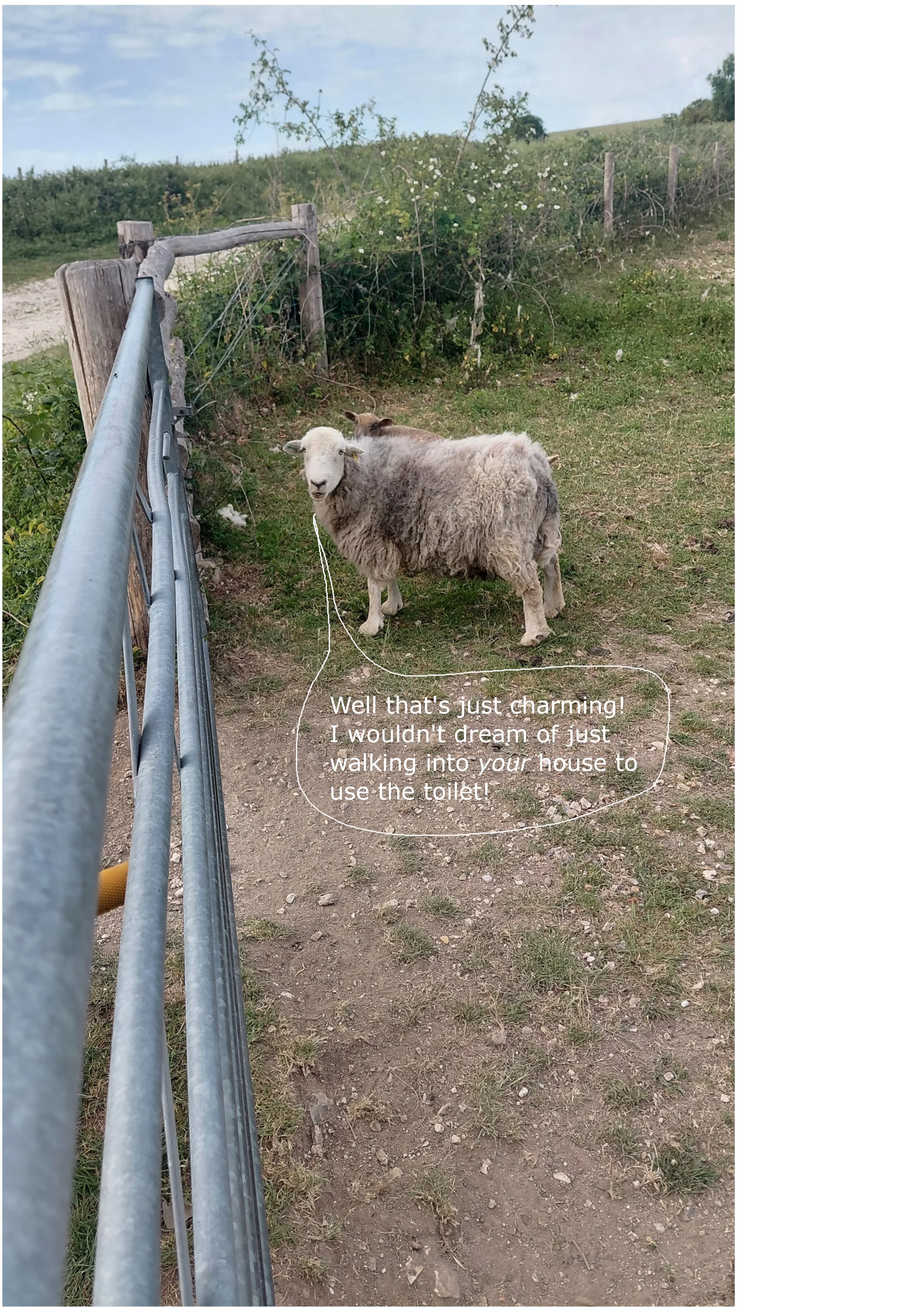 PO Sheep.webp