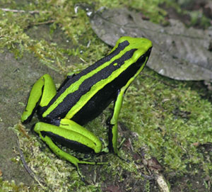 Poison Dart Frog.jpg