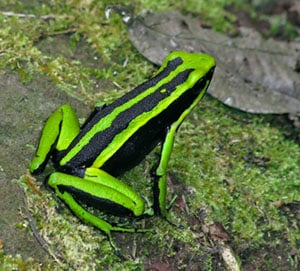 Poison Dart Frog.jpg